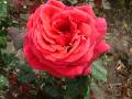 Rose Light Red